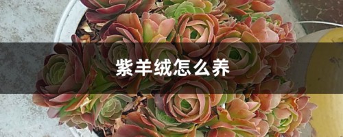 紫羊绒怎么养